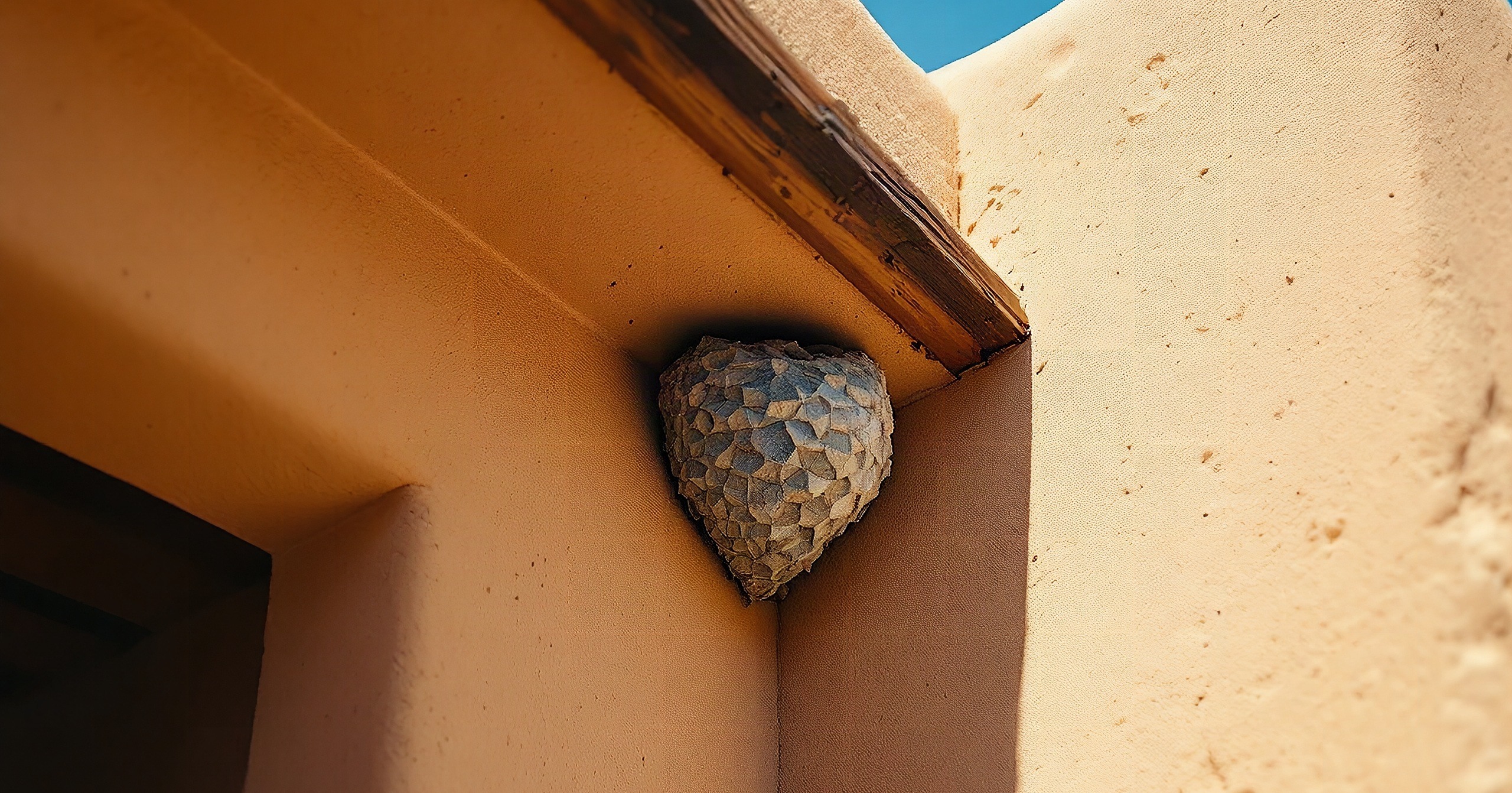 Illustrative example: a grey paper wasp nest and wasps tucked into the eave corner of an Albuquerque home before pest control